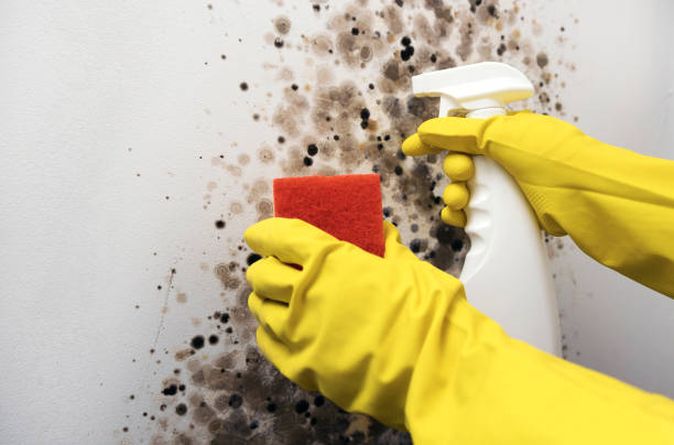 Best Best Mold Removal Companies  in Smith Valley, NV