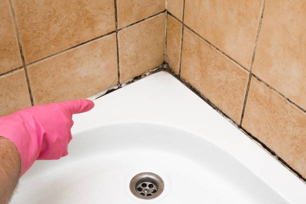 Best Commercial Mold Removal  in Smith Valley, NV